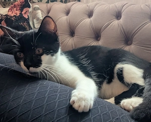 Katzenbaby weiblich 