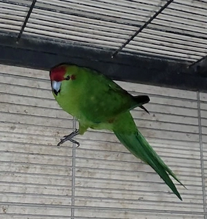 Ziegensittich Pärchen 