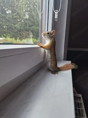 Rothörnchen handzahm Bild 2