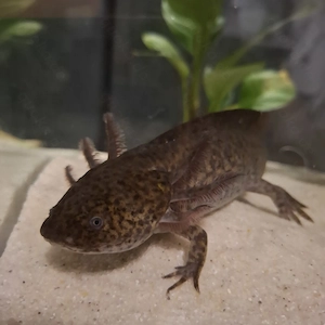 Axolotl 22cm groß