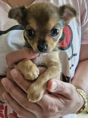 Chihuahuamixwelpe