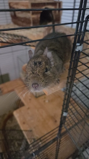 Degu Dame 5 Jahre alt