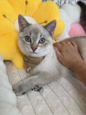 Wunderschöner BKH Katerchen in Blue Tabby Point sucht Für-immer ihr liebes Zuhause