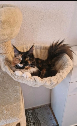 Maine Coon Katzen dame Tricolor 
