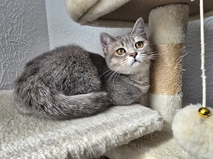 Süße BKH Katzenwelpen suchen ein neues Zuhause!   