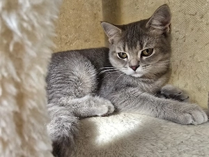 2 Bkh Kitten