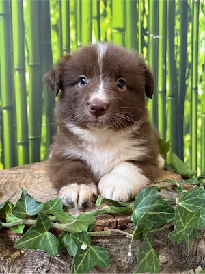 Mini Australian Shepherd, Aussie, Australien