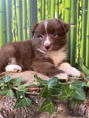 Mini Australian Shepherd, Aussie, Australien