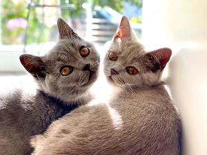 Vier BKH Britisch Kurzhaar Kitten Blue u. Lilac