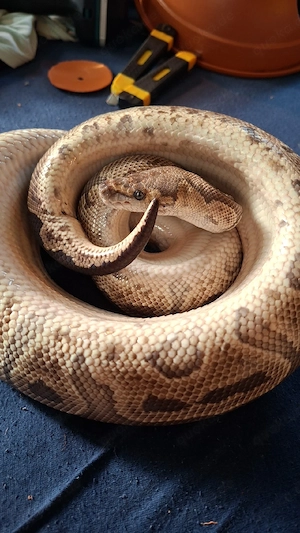1.0 GHI Clown (proven breeder)