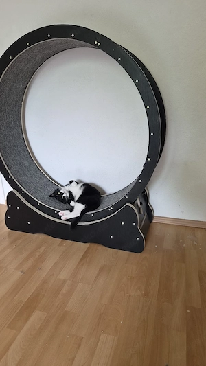Katzenrad 