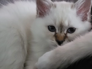 Heilige Birma Kitten aus seriöser Hobbyzucht