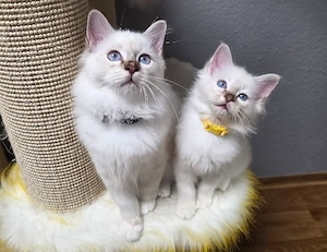 Reinrassige Heilige Birma Kitten
