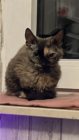 Devon Rex Sphynx MiX Katze trächtig! 