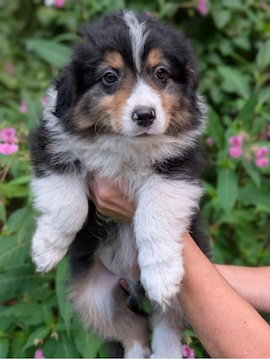 Australian Shepherd Welpen Aussie