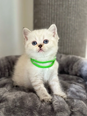 Wunderschöne BKH Kitten *Nur noch 1*