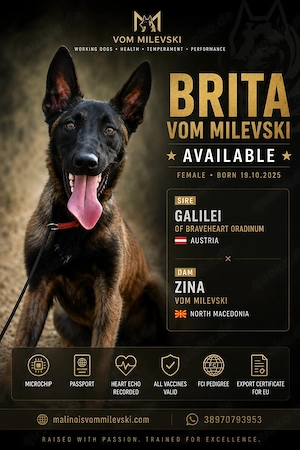 Belgischer Schäferhund Malinois
