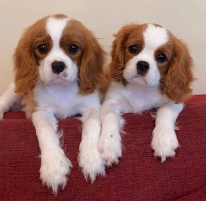 Cavalier king charles spaniel welpen