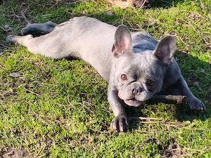 Französische Bulldogge 