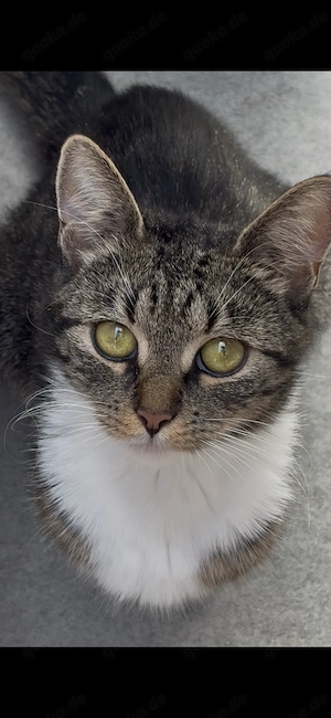 Liebevolle Freigänger-Katze (2 Jahre) sucht ein neues Zuhause 