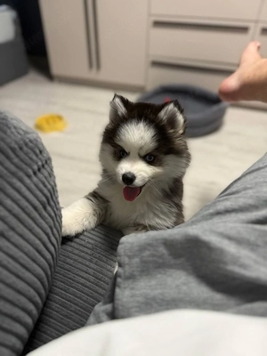 Pomsky, aus Deutscher seriöser Zucht!