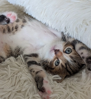 Tigerkaterchen Admiral sucht eine liebevolle neue Familie