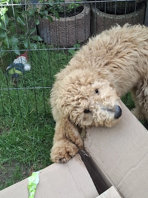 Goldendoodle Welpen F1b suchen Familienanschluss