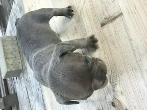 Französische Bulldoggen