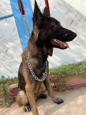 Sokar Malinois mix Hündin 