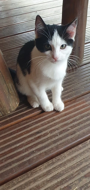 Niedliche Katzenkinder