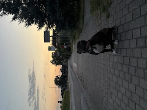 Traum Hund sucht neues Zuhause 
