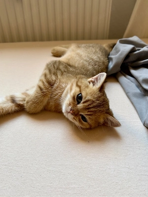 junger Kater sucht neues Zuhause