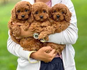 Suio Maltipoo welpen
