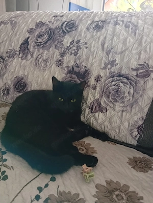 Katze zu verkaufen