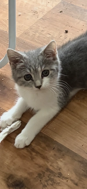 Süße BKH Maus 12 Wochen 