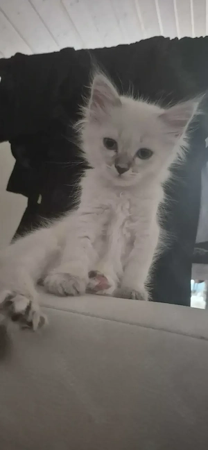 Heilige Birma Kitten! Nur noch zwei Mädels 