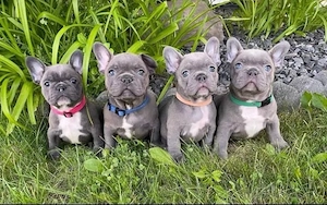 Französische Bulldogge Welpen