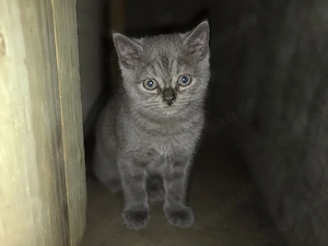 bkh mix kitte 