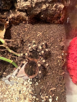 Weißknie Vogelspinne 