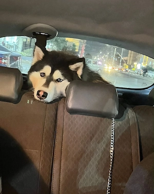 Zeos Husky rüde 6 Monate 