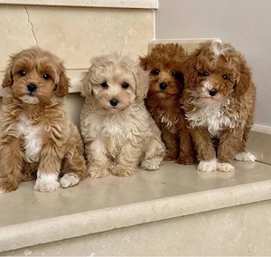 F1 Maltipoo welpen