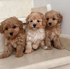 F1 Maltipoo welpen