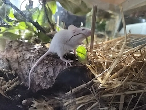 Vier männliche Farbmäuse 