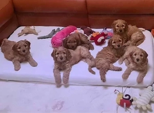 Cockapoo welpen
