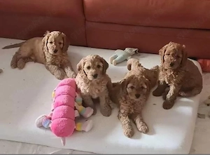 Cockapoo welpen Bild 2