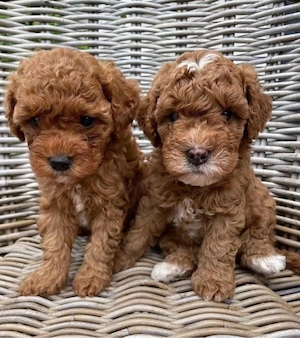 Cockapoo welpen Bild 4