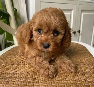 Cockapoo welpen Bild 3
