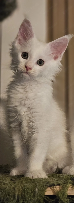 Mainecoon kater Abgabebereit 