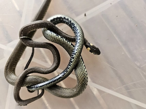 Ringelnatter Natrix natrix