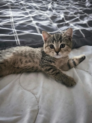 Britisch Kurzhaar Kitten 